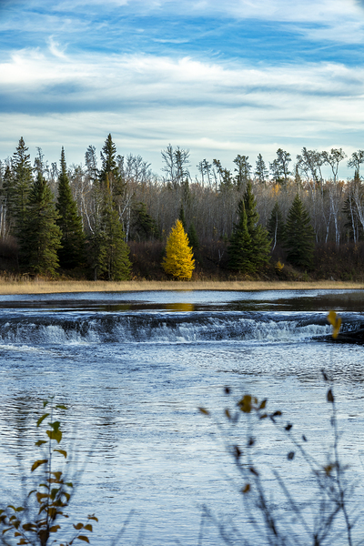 Lone Tamarack Behind the Falls Print