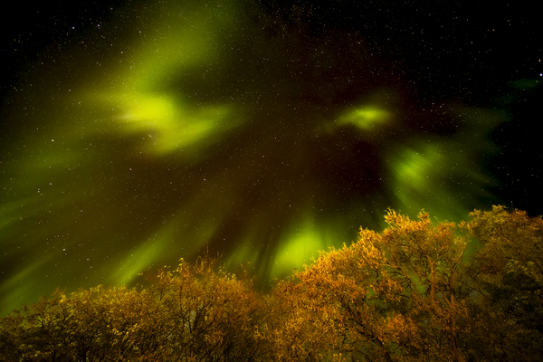 Northern Lights Above the Canopy Print