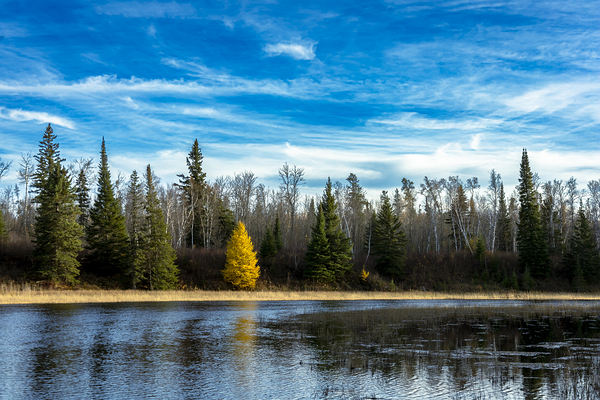Lone Tamarack Tree Reflection Print