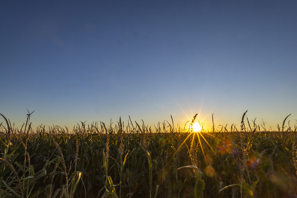 Sunset in the Cornfield Print