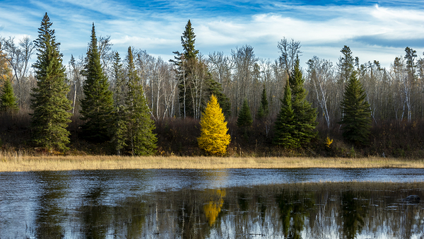 Tamarack Reflection Print