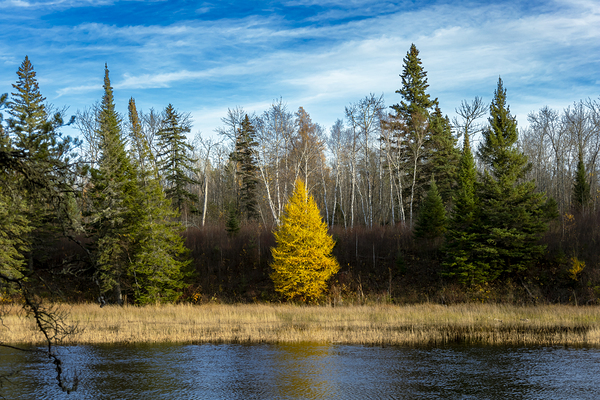 Lone Tamarack Tree Print