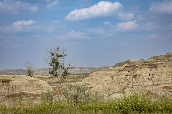 Lone Tree in the Badlands Print
