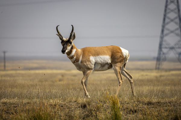 Pronghorn Antelope Print