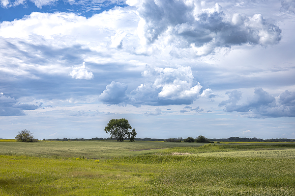 Lone Tree and Cloudy Sky Print