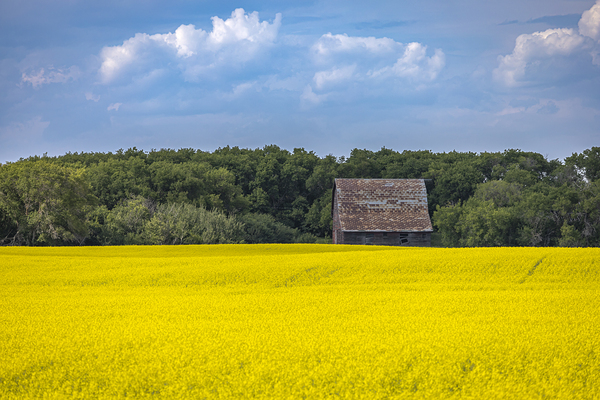 Old Barn and Canola Field Print