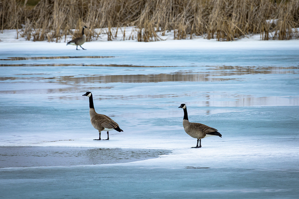 Geese During Spring Thaw Print