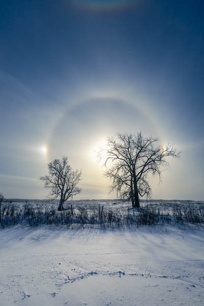 Sundogs Behind Lone Trees Print