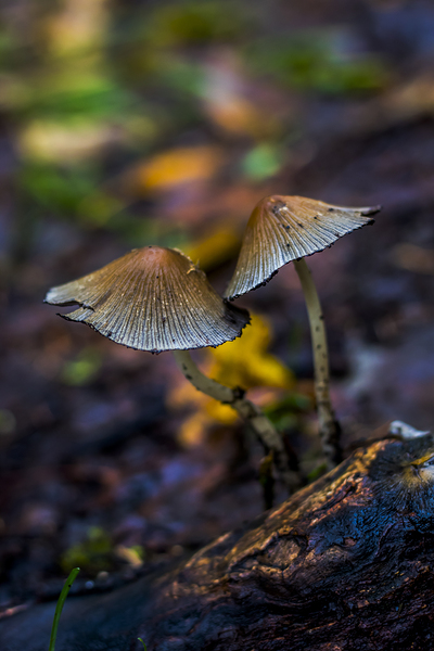 Witchy Mushrooms Print