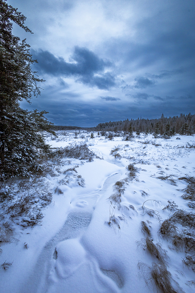 Boreal Stillness Print