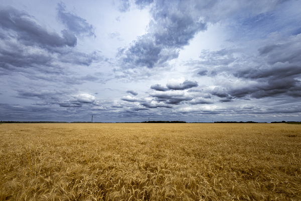 Ripe For Harvest Print