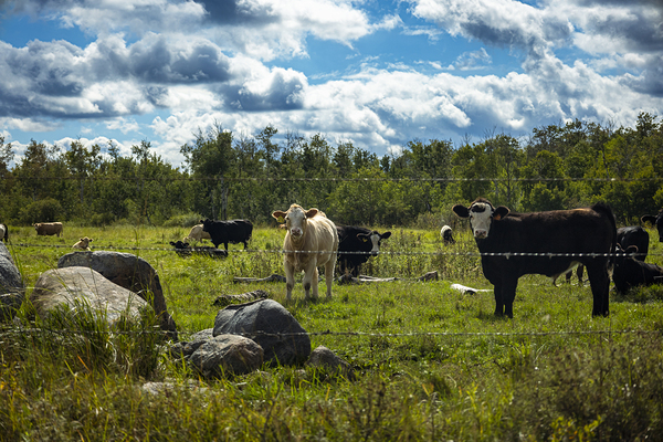 Cattle in Pasture Print