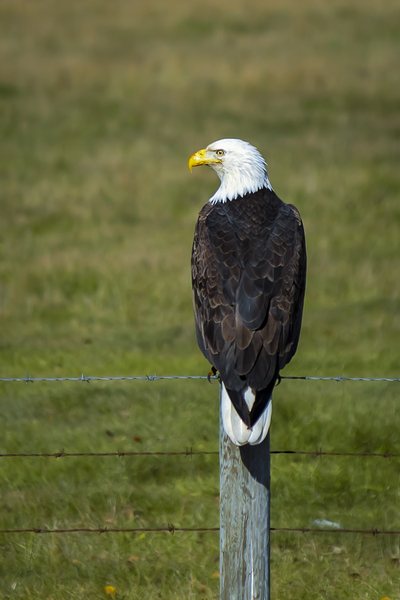 Eagle on a Fence Print