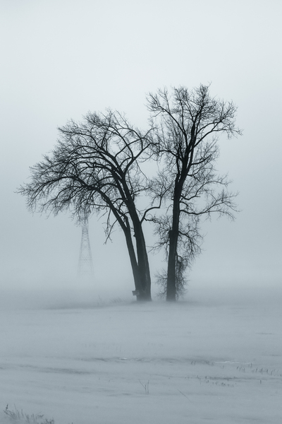 Lone Tree in Winter Storm Print