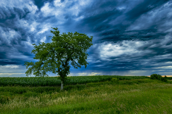 Lone Tree After the Storm Print