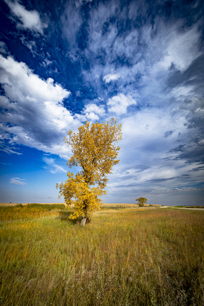 Lone Trees in the Fall Print