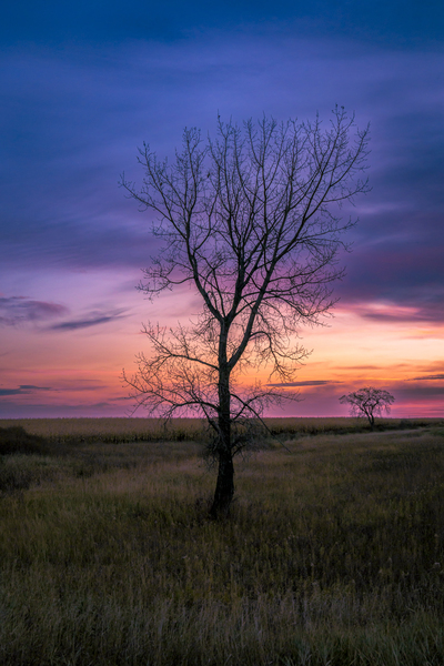 Lone Tree at Sunrise Print