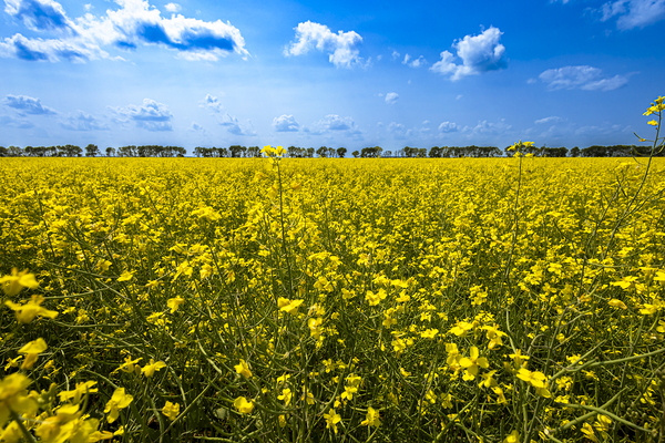 Canola Field Print