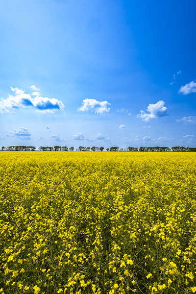 Canola Field Print