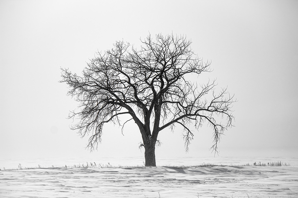 Lone Tree in Snowstorm Print