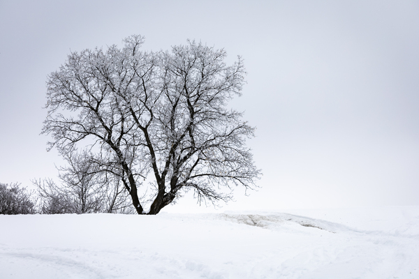 Lone Tree in Hoarfrost Print