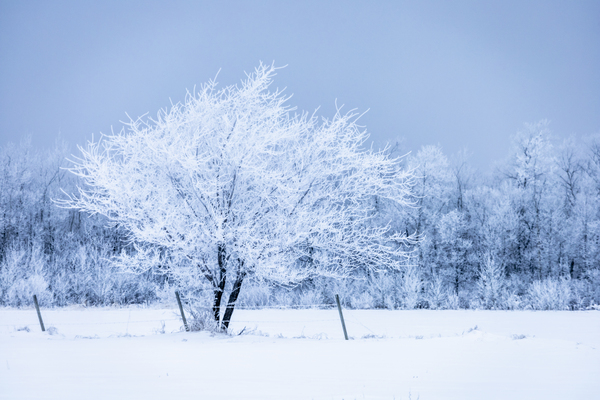 Lone Tree in Hoarfrost Print