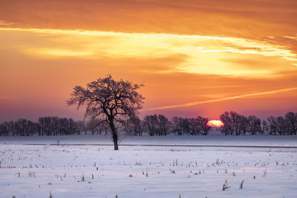 Lone Tree at Sunrise Print