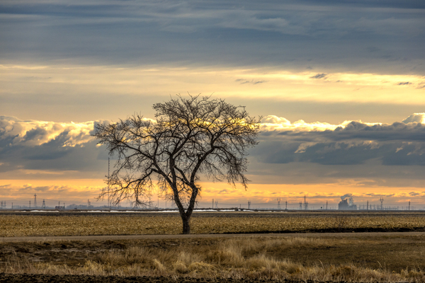 Lone Tree at Sunrise Print
