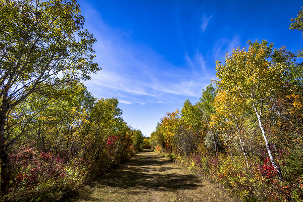 Trail in the Fall Print