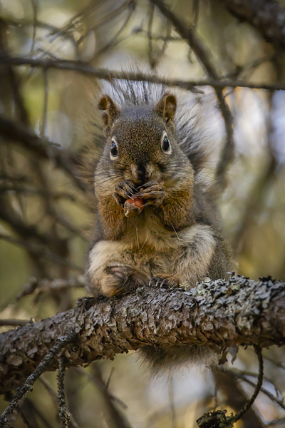 Squirrel in a Tree Print