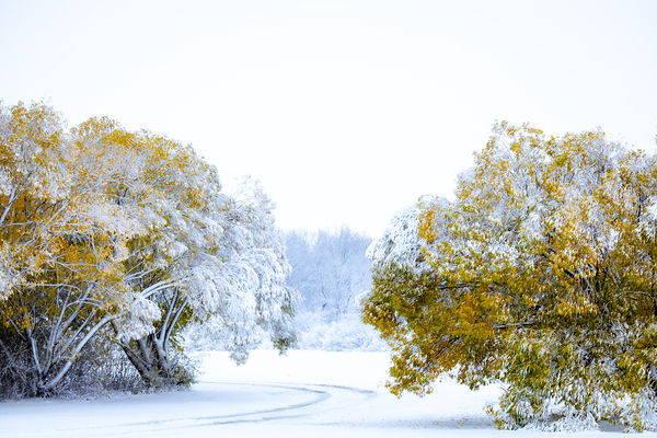 A Path Under the First Snow Print