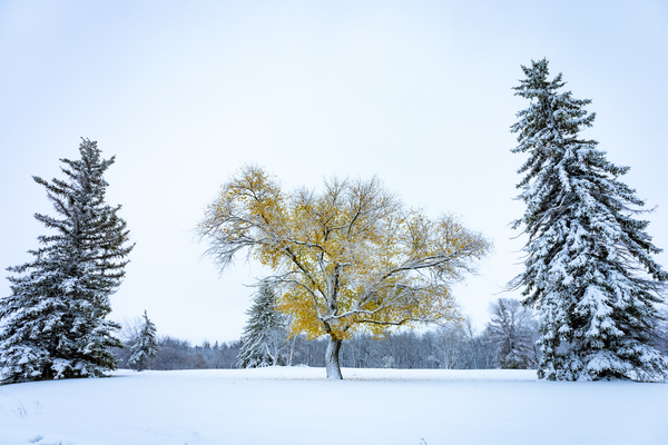 Trees Under the First Snow Print