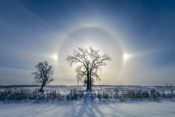 Sundogs Behind Lone Trees Print