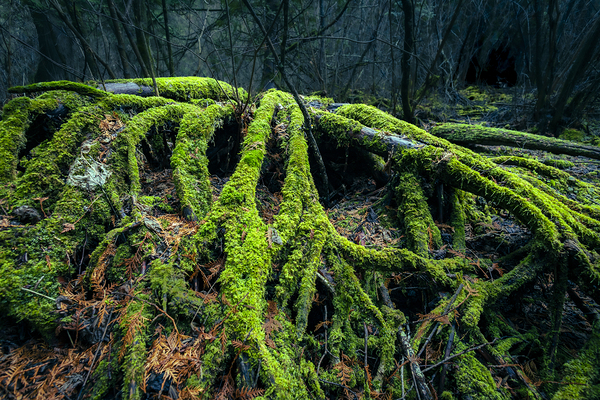 Enchanted Forest Print