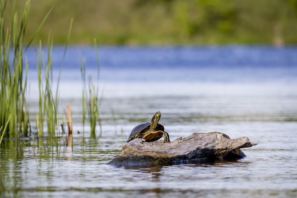 Painted Turtle Print