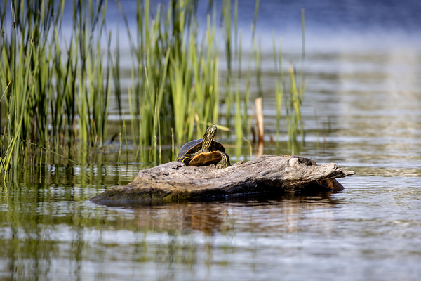 Painted Turtle Print