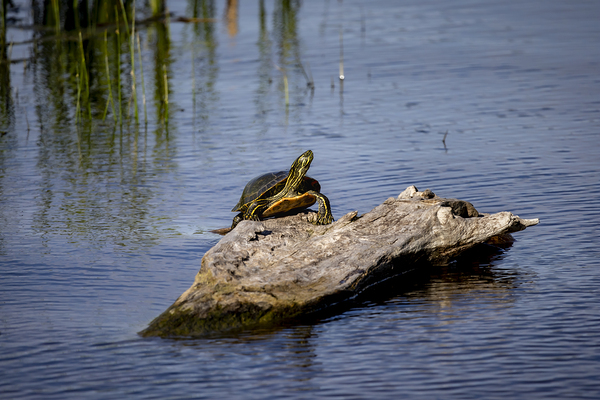 Painted Turtle Print