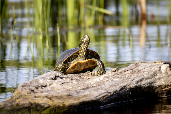 Painted Turtle Print