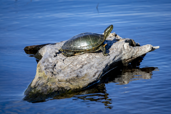 Painted Turtle Print