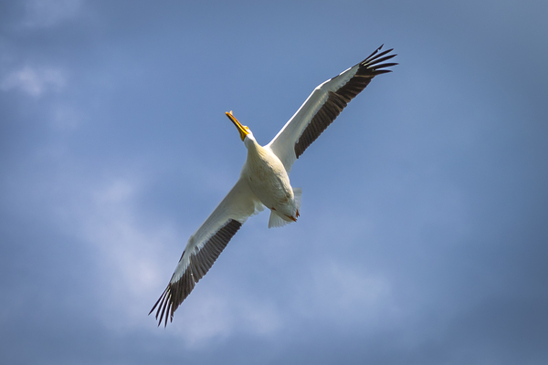 Pelican in Flight Print