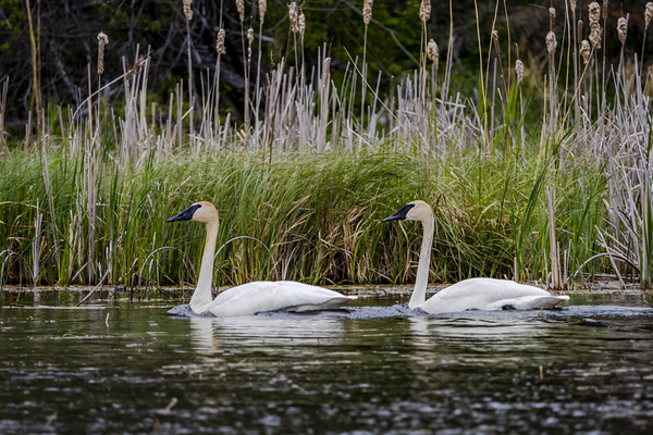 Trumpeter Swans Print