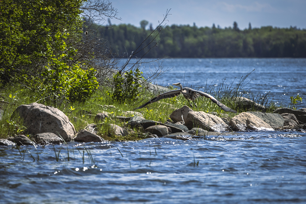 Blue Herons Flight Print