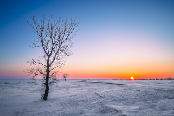 Lone Tree at Sunrise Print
