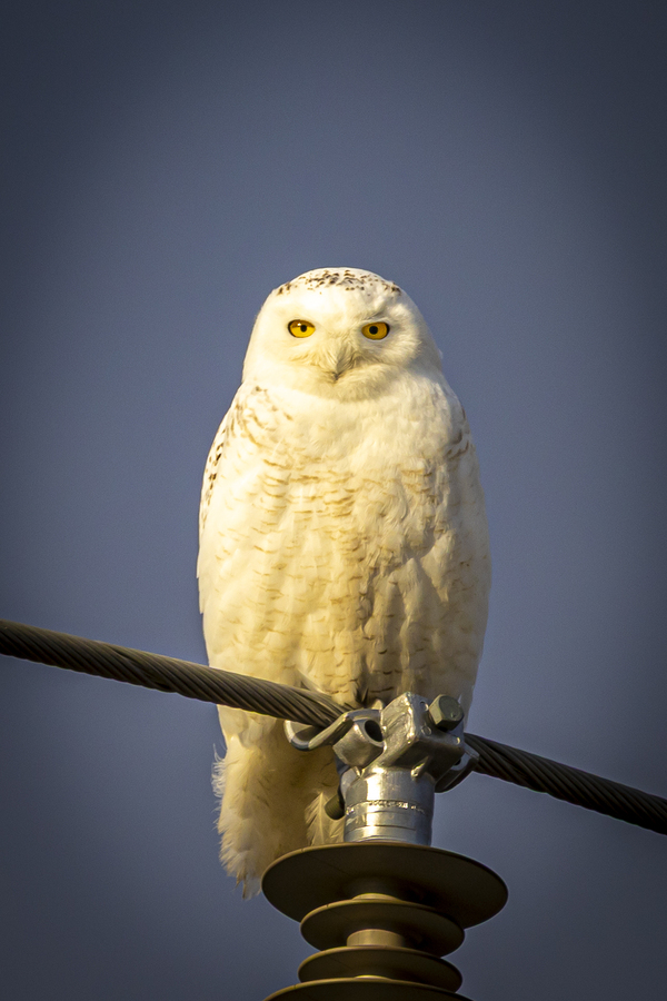 Snowy Owl in the Sun  Print