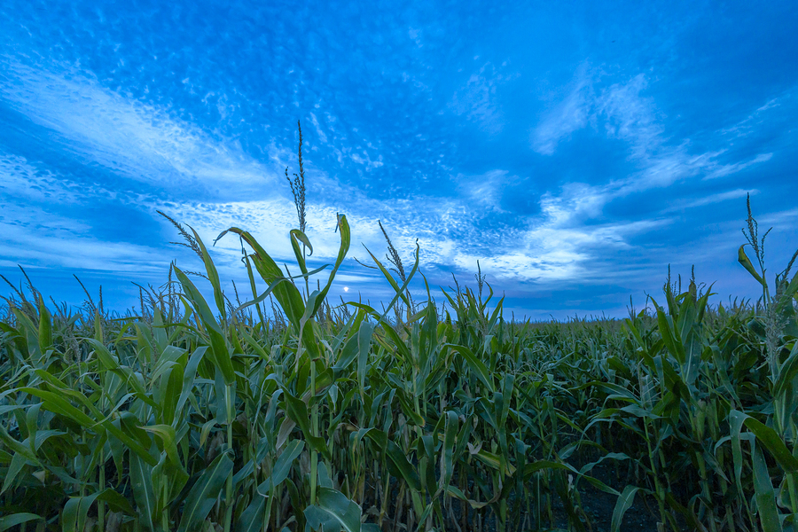 Cornfield at Sunset  Print