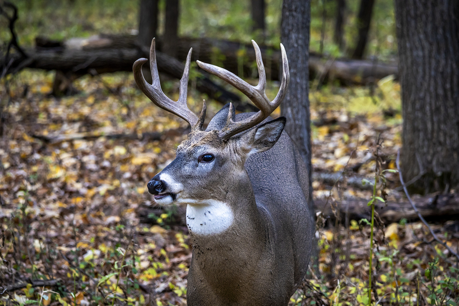 Antlers and Autumn: A Portrait of Natures Beauty  Print