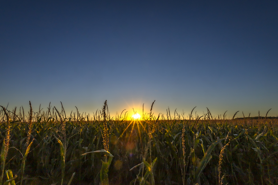 Sunset in the Cornfield  Print