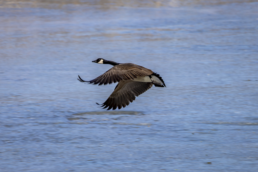 Goose in Flight  Print