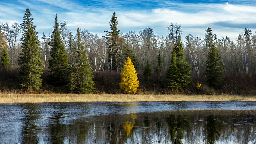 Tamarack Reflection  Print