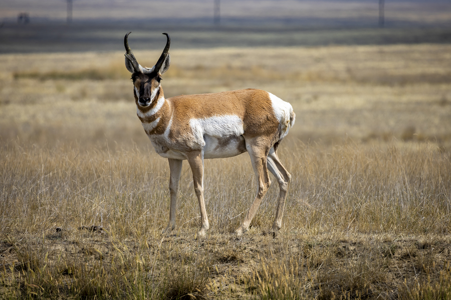 Pronghorn Antelope  Print